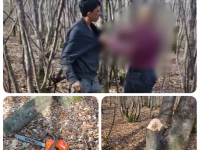 باند قاچاق چوب اتباع غیرمجاز در نوشهرمنهدم شدند
