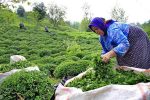 بیش از ۲۵ هزار تن برگ سبز چای در مازندران و گیلان خریداری شد