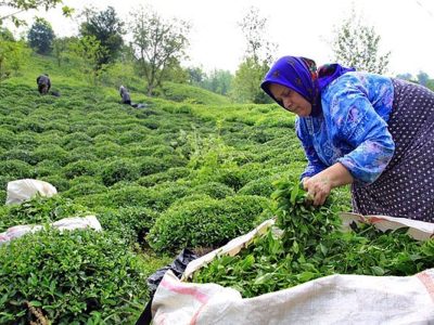 بیش از ۲۵ هزار تن برگ سبز چای در مازندران و گیلان خریداری شد