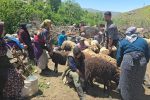 برگزاری جشنواره شیردوشان در رامسر