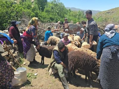 برگزاری جشنواره شیردوشان در رامسر