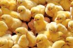 جوجه‌ریزی نسبت به سقف تعهد افزایش یافت