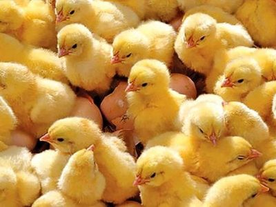 جوجه‌ریزی نسبت به سقف تعهد افزایش یافت