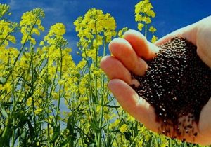 خرید تضمینی ۱۷۰ تن دانه روغنی کلزا