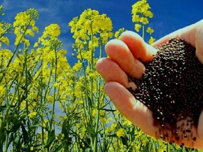 خرید تضمینی ۱۷۰ تن دانه روغنی کلزا
