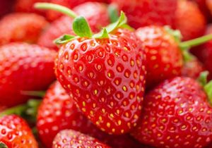 سطح زیر کشت توت‌فرنگی تا ۳۰۰ هکتار افزایش یافت