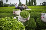 برداشت بیش از ۴۱ هزار تن برگ سبز چای بهاره