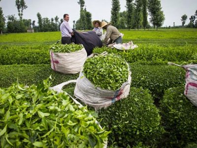 برداشت بیش از ۴۱ هزار تن برگ سبز چای بهاره