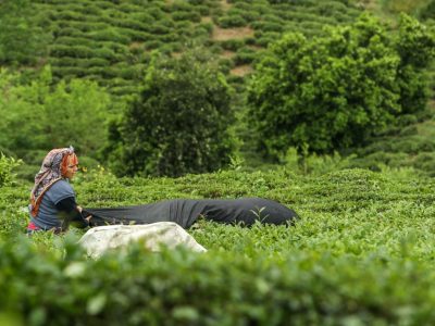 برداشت برگ سبز چای در استان‌های گیلان و مازندران