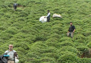 پرداخت ۷۶ درصد مطالبات چایکاران فومن