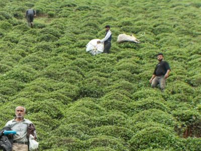 پرداخت ۷۶ درصد مطالبات چایکاران فومن