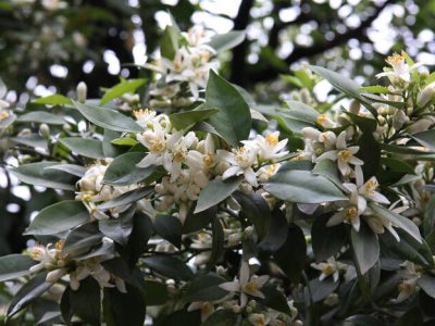 مازندران سرشار از شمیم بهار نارنج