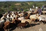 افزایش ۱۵ درصدی دام سبک در گلستان