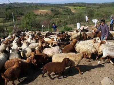 افزایش ۱۵ درصدی دام سبک در گلستان