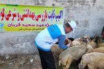 نظارت ۱۳۲ گروه ثابت و سیار بر مراکز عرضه دام