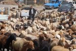 آغاز کوچ دامداران به مراتع ییلاقی غرب مازندران
