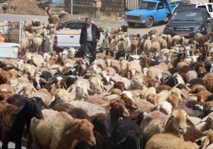 آغاز کوچ دامداران به مراتع ییلاقی غرب مازندران
