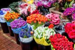 صادرات ۳۷ هزار گل زینتی از تنکابن به پنج کشور همسایه