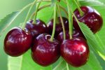 تولید۳۰ هزار تنی گیلاس در باغات آمل