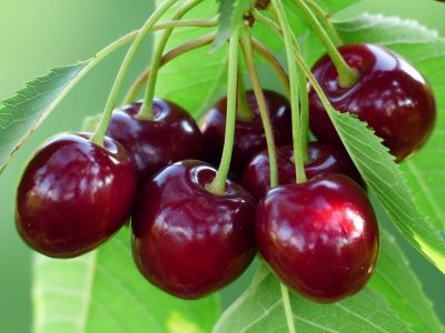 تولید۳۰ هزار تنی گیلاس در باغات آمل