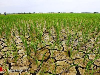مازندران درگیر خشکسالی / ممنوعیت کشت دوم برنج