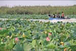 پاکسازی غرب تالاب انزلی از گیاه مهاجم سنبل آبی