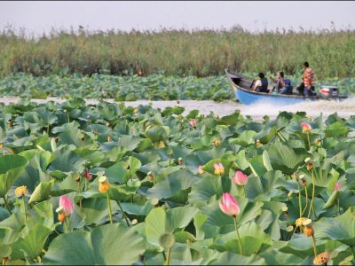پاکسازی غرب تالاب انزلی از گیاه مهاجم سنبل آبی