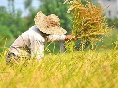 ممنوعیت واردات برنج در زمان برداشت شالی