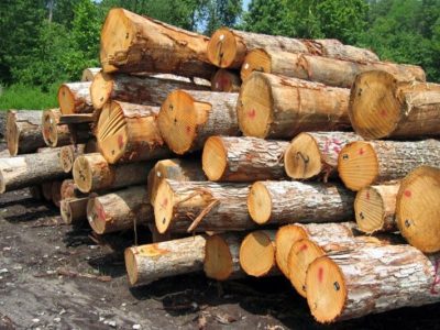 توقیف ۶ خودروی باری حامل چوب قاچاق