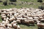 اصلاح نژاد دام برای خودکفایی در تأمین گوشت