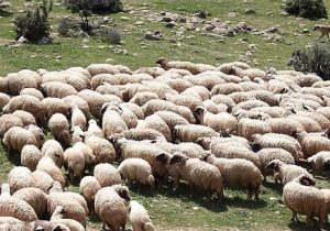 اصلاح نژاد دام برای خودکفایی در تأمین گوشت