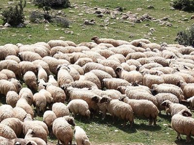 اصلاح نژاد دام برای خودکفایی در تأمین گوشت