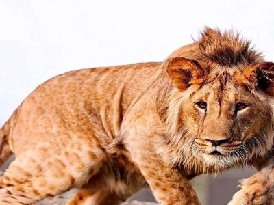 تلف شدن یک قلاده شیر نر بالغ در مجموعه گردشگری الیمالات نور