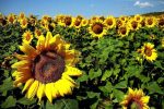 کشت آفتابگردان در ۷۰ هکتار از اراضی بهشهر