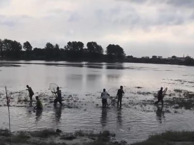 قرق‌شکنی؛ سنت زنده کشاورزان مازنی