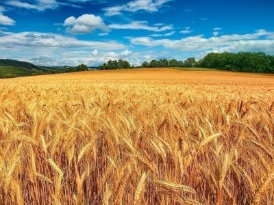 ۱۰ هزار تن گندم از کشاورزان ساری خریداری شد