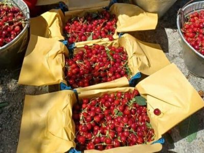 پایان برداشت آلبالو و گیلاس در گیلان