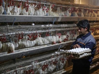 مازندران پیشتاز تولید تخم مرغ و جوجه یک روزه در کشور