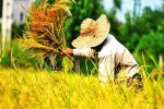آغاز برداشت از ۲۲۸ هزار هکتار شالیزارهای مازندران