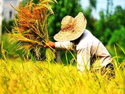 آغاز برداشت از ۲۲۸ هزار هکتار شالیزارهای مازندران