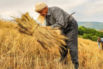 خرید تضمینی گندم از مرز ۵.۶ میلیون تن گذشت