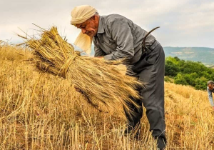 خرید تضمینی گندم از مرز ۵.۶ میلیون تن گذشت