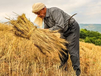 خرید تضمینی گندم از مرز ۵.۶ میلیون تن گذشت
