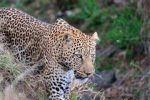 ماجرای حمله پلنگ به یک جوان در رامسر