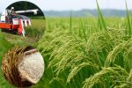 برداشت ۱۲ هزار تن شالی در ساری