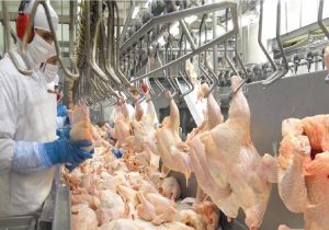 سقف قیمت مرغ در مازندران ۱۰۵ هزار تومان / تخلف مساوی با پلمب