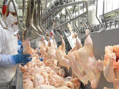 سقف قیمت مرغ در مازندران ۱۰۵ هزار تومان / تخلف مساوی با پلمب
