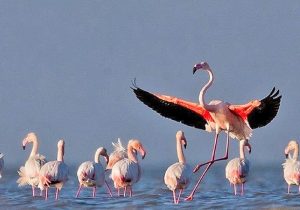 آغاز پایش پرندگان شکاری با ورود نخستین مهاجران به میانکاله