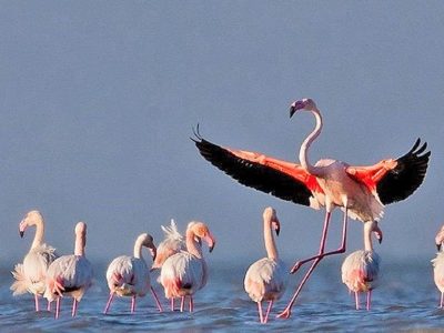 آغاز پایش پرندگان شکاری با ورود نخستین مهاجران به میانکاله