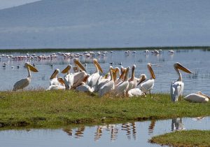 ورود نخستین گروه پلیکانهای مهاجر به پارک ملی بوجاق کیاشهر
